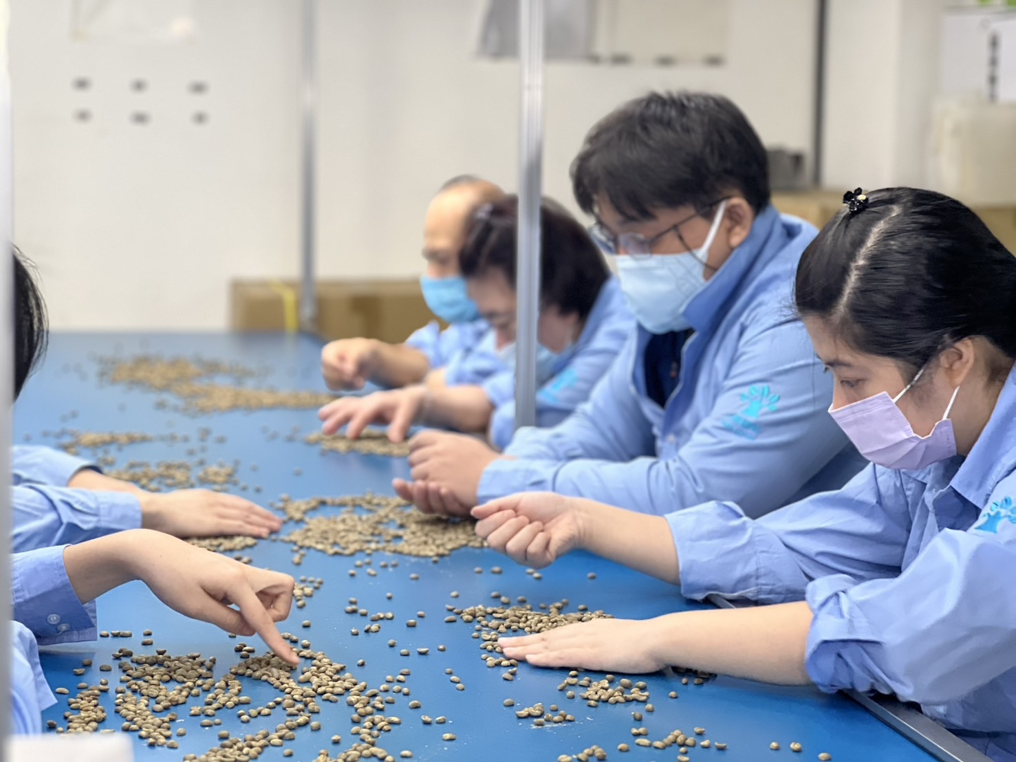 圖2、員工坐在機臺線上,專心挑選豆子,給顧客最好的品質